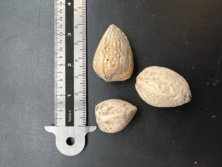 Madagaskar-Phantombaum (Moringa drouhardii)