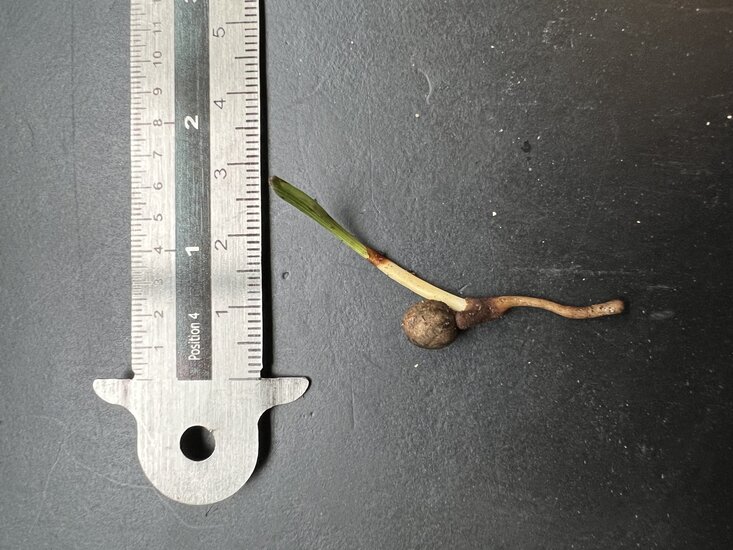 Vietnamesische F&auml;cherpalme (Lanonia dasyantha)