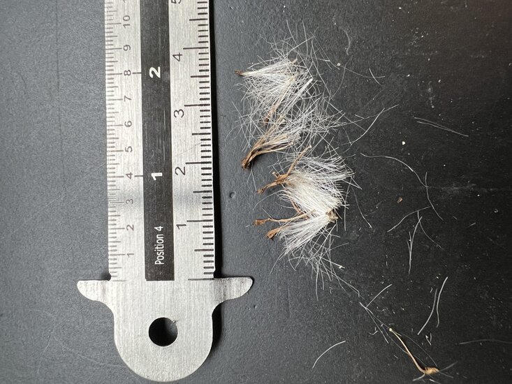 Mexikanische Feuerliane (Pseudogynoxys chenopodioides)