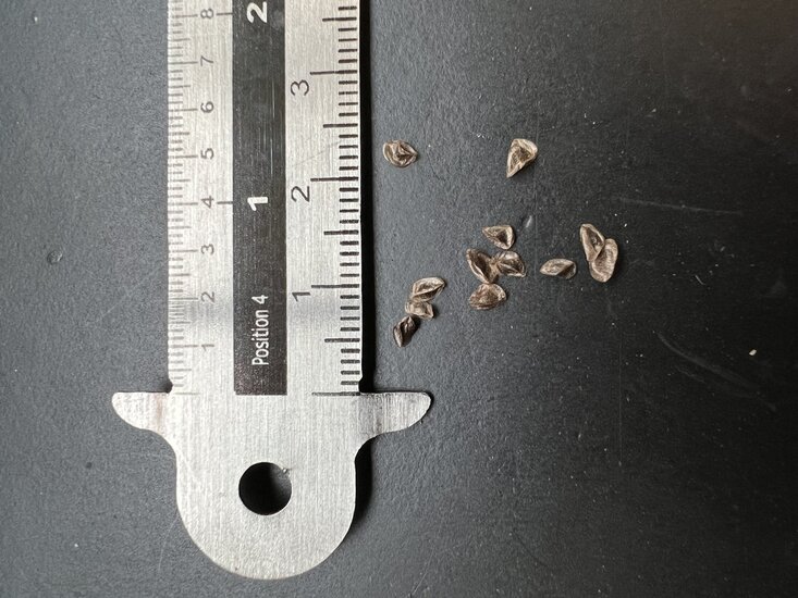 Korallen-Aloe (Aloe striata)