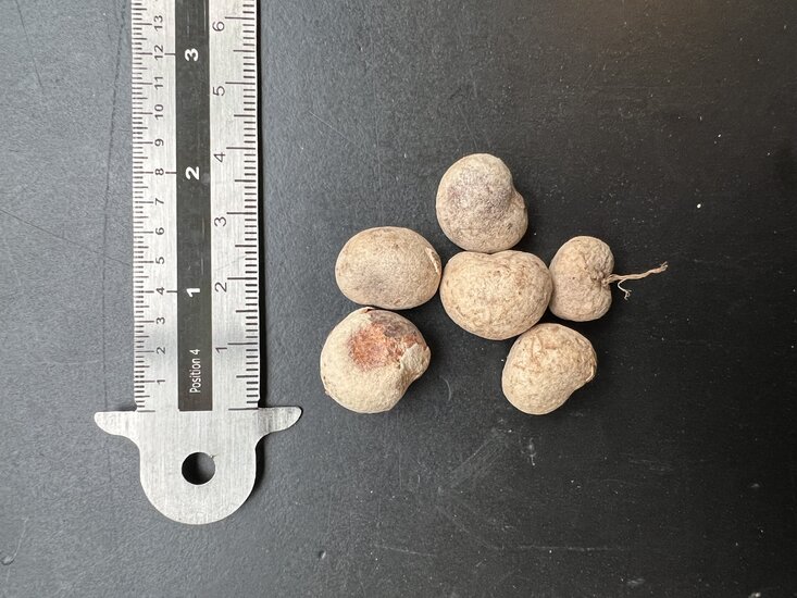 Riesenbaobab (Adansonia grandidieri)