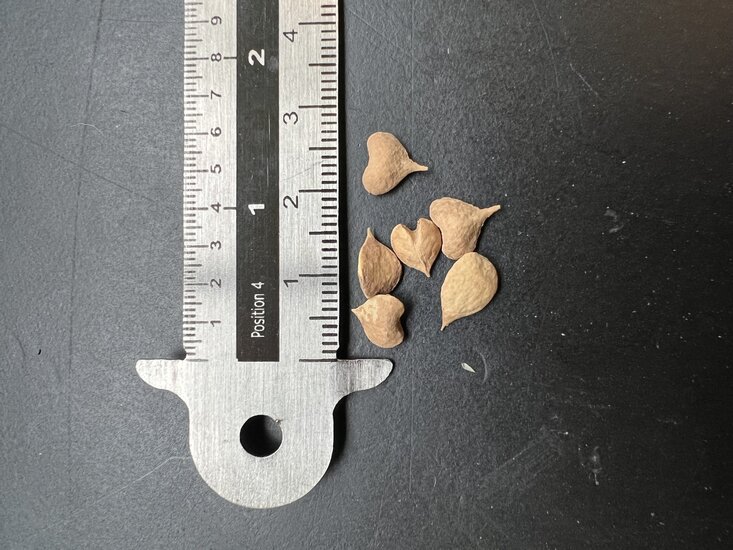 Indischer Weihrauchbaum (Boswellia serrata)