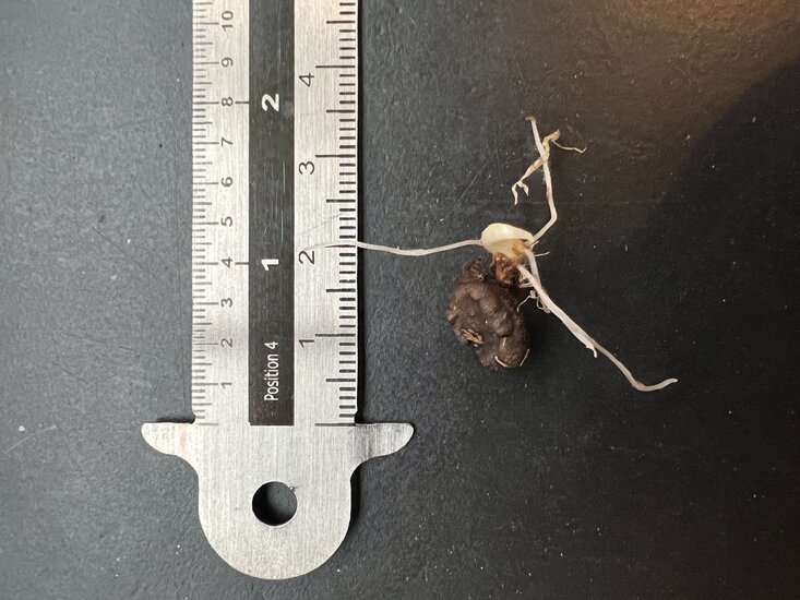 Aronstab (Amorphophallus hirsutus)