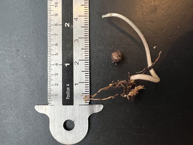 Schildkr&ouml;tenr&uuml;cken (Labisia obtusifolia)