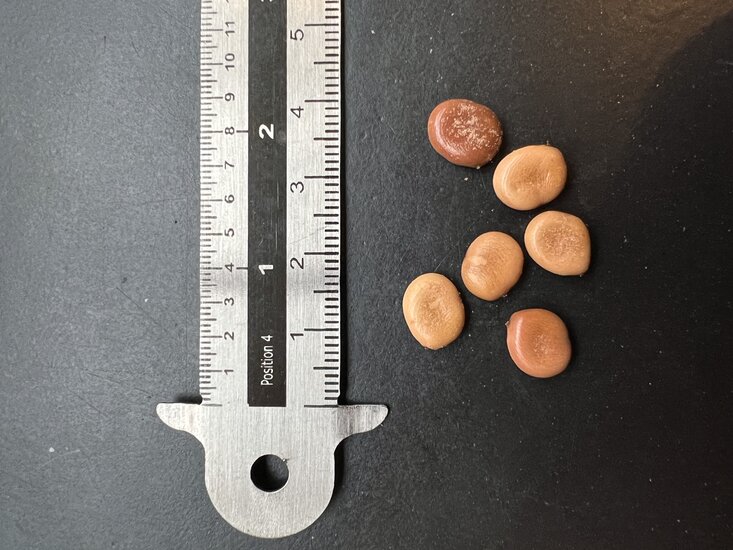 Samtige Tamarinde (Dialium cochinchinense)