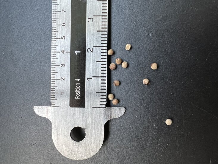 Langer Pfeffer (Piper longum)