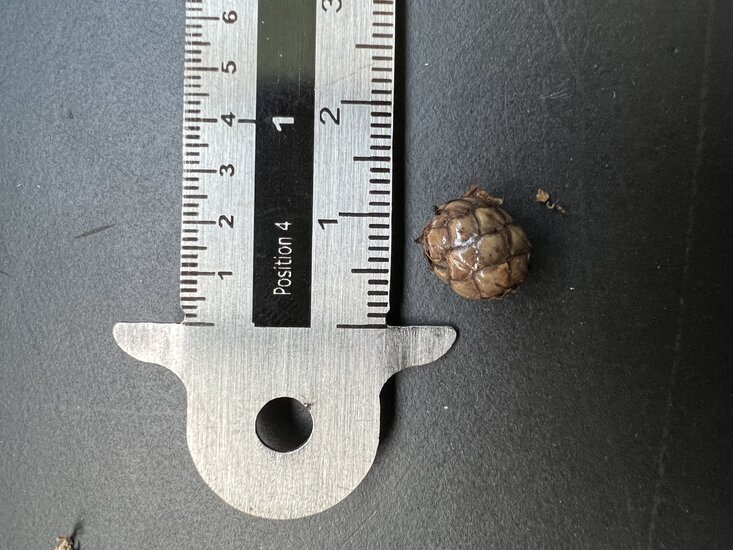 Wanga-Palme (Pigafetta elata)