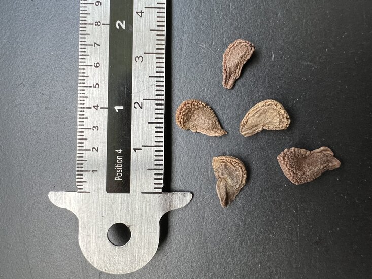 Rote Engelstrompete (Brugmansia sanguinea)