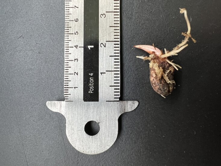 Beccari-Aronstab (Amorphophallus beccarii)