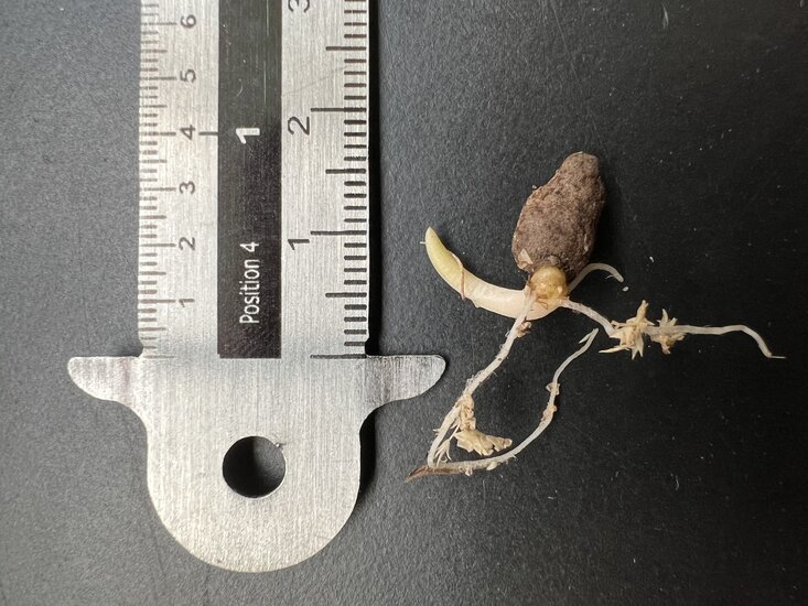 Aronstab (Amorphophallus muelleri)