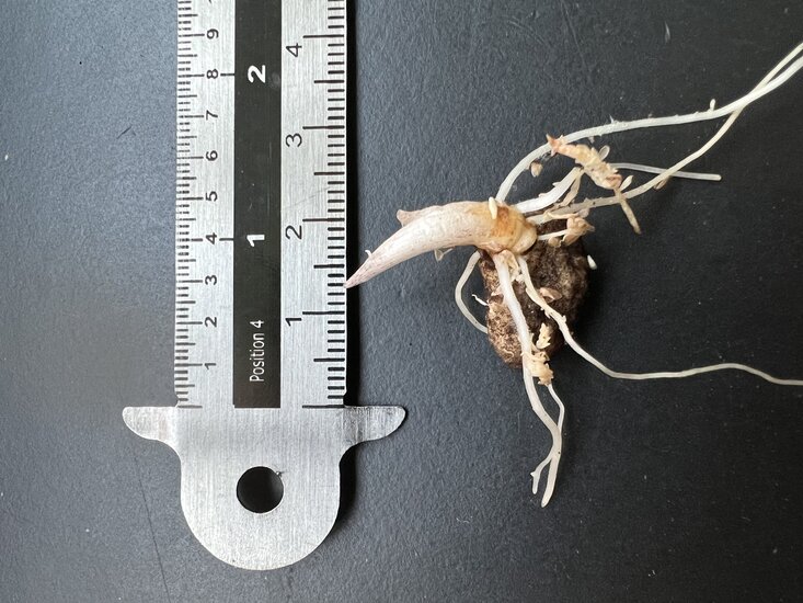 Schlangenhautlilie (Amorphophallus galbra)