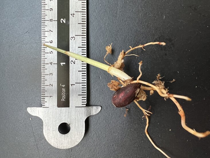 Gefleckte Zwergpalme (Pinanga crassipes)