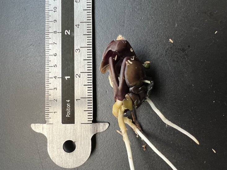 Eisbohne (Inga edulis)