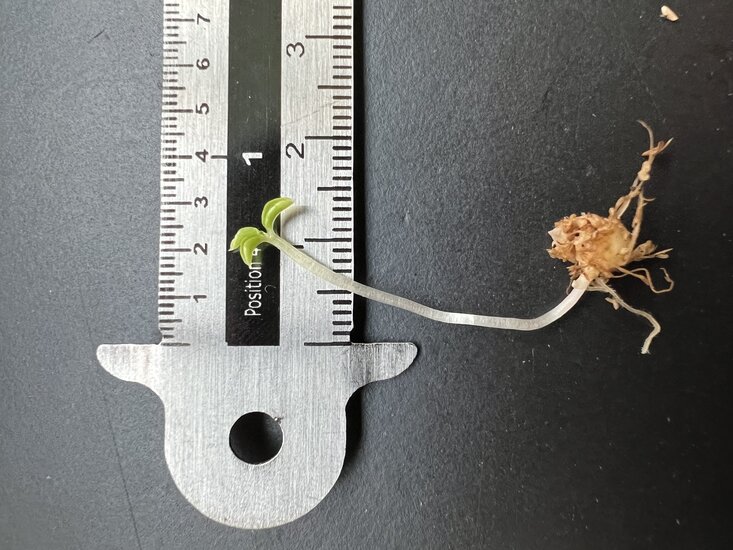 Tropische Kobralilie (Arisaema barbatum)