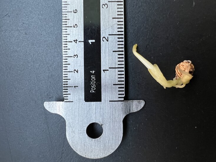 Sumpf-Taro (Cyrtosperma merkusii)