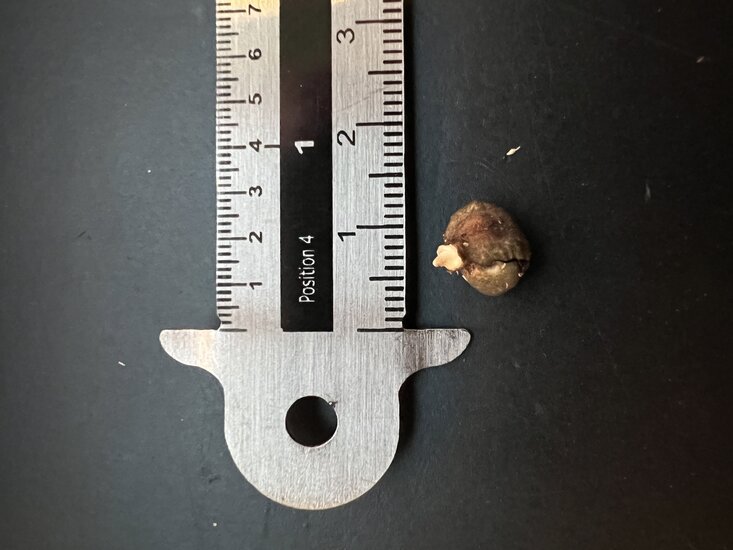 Aronstab (Amorphophallus asper)