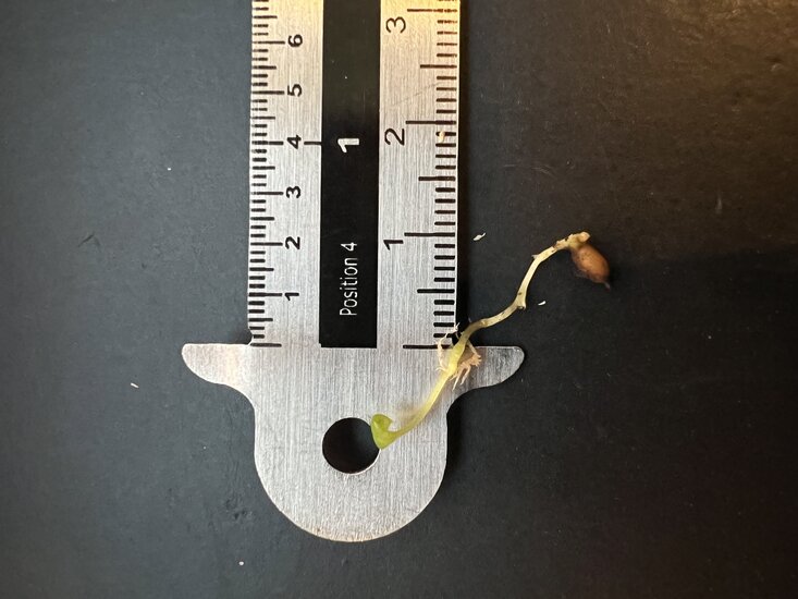 K&ouml;nigsanthurium (Anthurium veitchii)