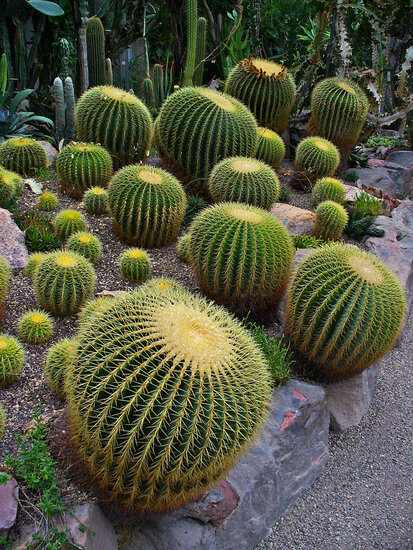 Schwiegermutterstuhl (Echinocactus grusonii)