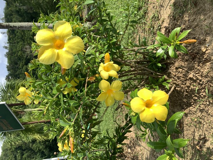 Goldtrompete (Allamanda cathartica)