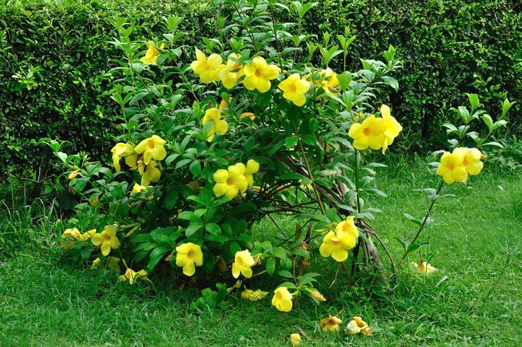 Goldtrompete (Allamanda cathartica)