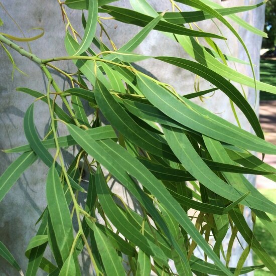 Zitronen-Eukalyptus (Corymbia citriodora)