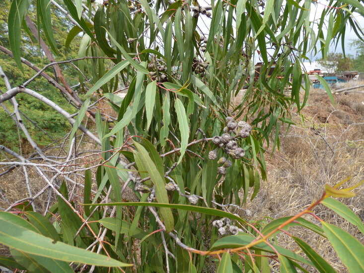 Zitronen-Eukalyptus (Corymbia citriodora)