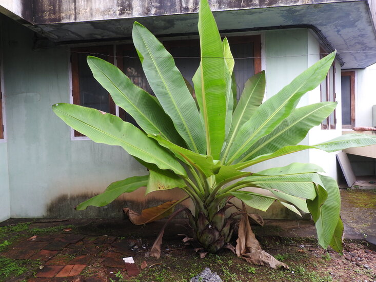 Felsenbanane (Ensete superbum)