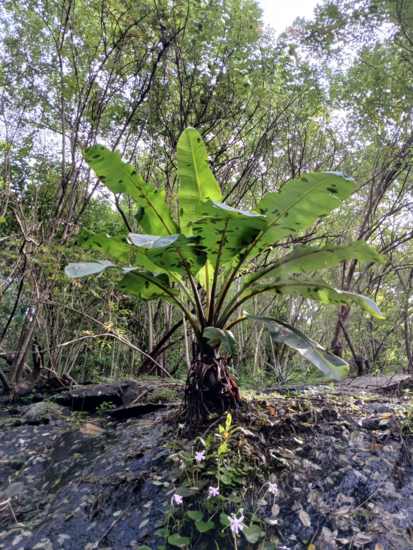 Felsenbanane (Ensete superbum)