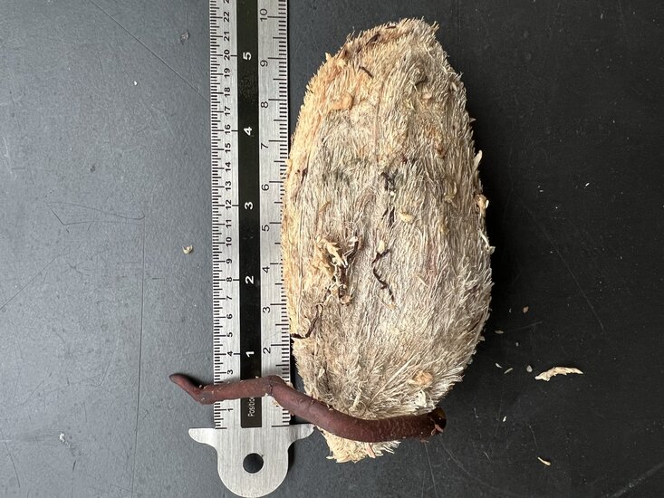 Stinkmango (Mangifera foetida)