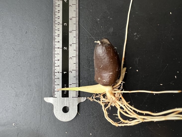 Rote Schlangenfrucht (Salacca affinis)