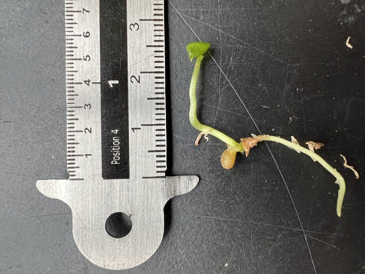 K&ouml;nigliches Anthurium (Anthurium regale)