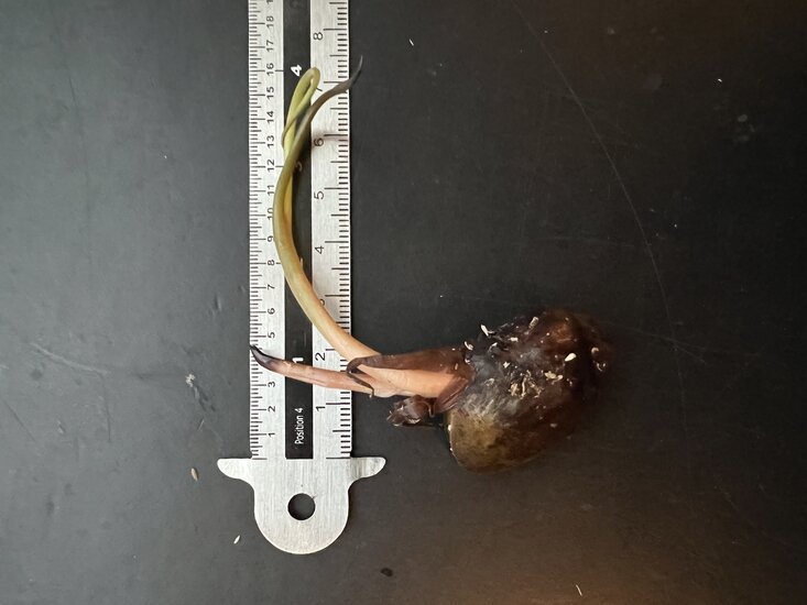 Wasserbanane (Typhonodorum lindleyanum)