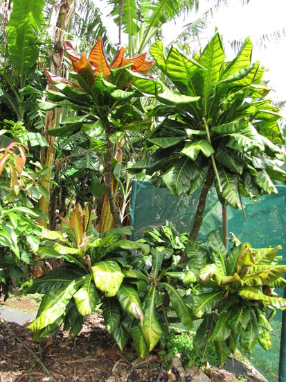 Paonuss (Barringtonia edulis)