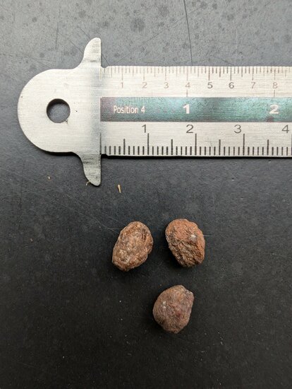 Myrrhe (Commiphora myrrha)