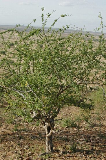 Myrrhe (Commiphora myrrha)