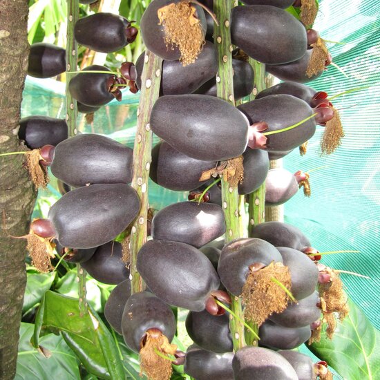 Paonuss (Barringtonia edulis)