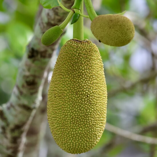 Tjampedak (Artocarpus integer)