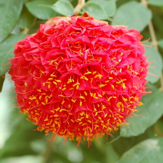 Venezolanische Rose (Brownea grandiceps)