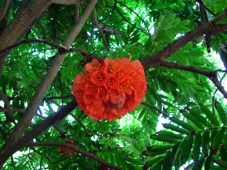 Venezolanische Rose (Brownea grandiceps)