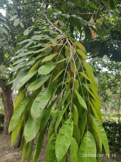Venezolanische Rose (Brownea grandiceps)