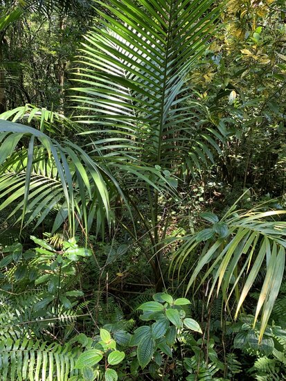 Champagnerpalme (Hyophorbe indica)