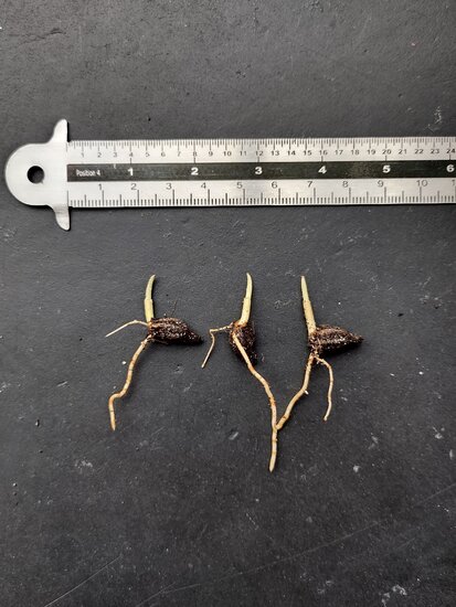 Lauterbach Ptychosperma (Ptychosperma lauterbachii)