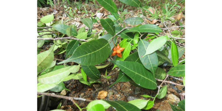 Tampang susu (Prainea limpato)