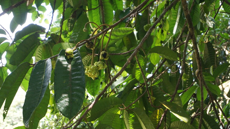 Tampang susu (Prainea limpato)