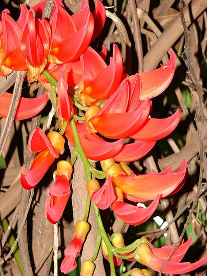 Rote Jadeblume (Mucuna novoguineensis)