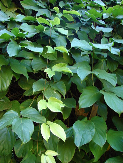 Rote Jadeblume (Mucuna novoguineensis)