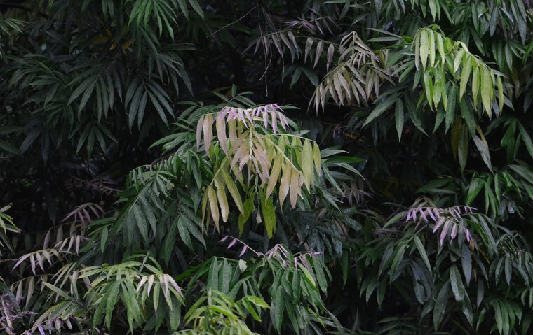 Johore (Lepisanthes alata)