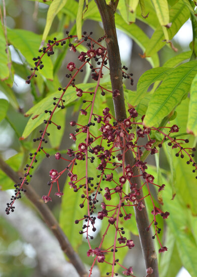 Johore (Lepisanthes alata)