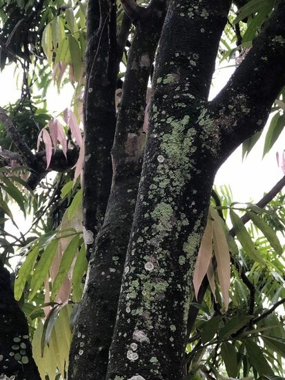 Johore (Lepisanthes alata)