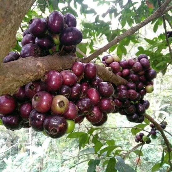 Gowok (Syzygium polycephalum)